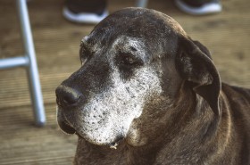 Stock Image: german mastiff is lying in the sun