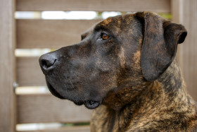 Stock Image: German mastiff Portrait