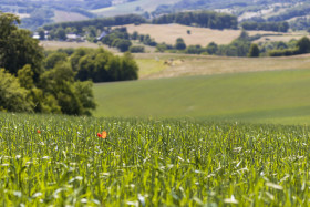 Stock Image: German rural landscape near Velbert Langenberg with fields and hills and a red puppy in Background