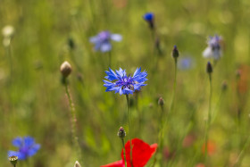 Stock Image: german wildflower meadow with blue cornflowers and red poppies