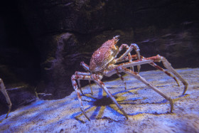 Stock Image: Giant crab