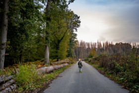 Stock Image: Girl walks in the forest