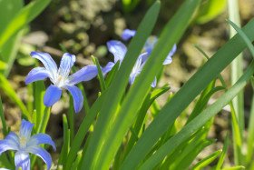 Stock Image: Glory of the Snow Blue Flower Chionodoxa