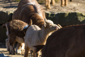 Stock Image: goat herd