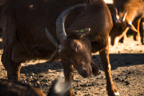 Stock Image: goat herd
