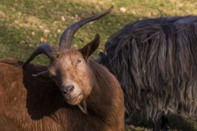 Stock Image: goat is scratching with horn