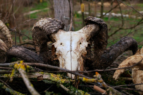 Stock Image: Goat Skull