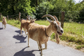 Stock Image: Goats have broken out of their enclosure