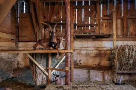 Stock Image: Goats lie in the barn