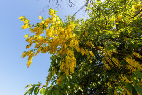 Stock Image: golden chain tree