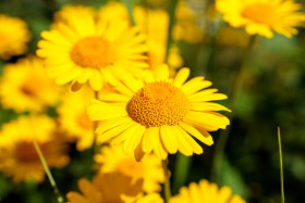 Stock Image: Golden marguerite