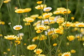 Stock Image: Golden marguerites, cota tinctoria yellow chamomile, or oxeye chamomile, a species of perennial flowering plant in the sunflower family.