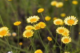 Stock Image: Golden marguerites, cota tinctoria yellow chamomile, or oxeye chamomile, a species of perennial flowering plant in the sunflower family.