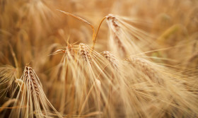 Stock Image: Golden wheat background