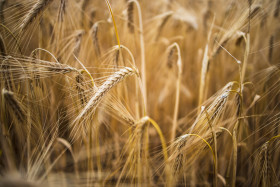 Stock Image: golden wheat field in summer close-up background