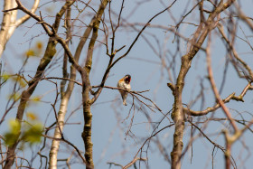 Stock Image: Goldfinch