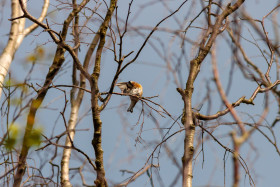 Stock Image: Goldfinch on a branch