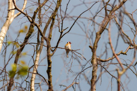 Stock Image: Goldfinch on a tree