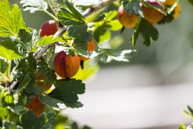 Stock Image: Gooseberries twig in the garden