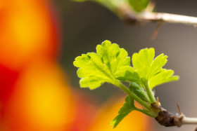 Stock Image: gooseberry leaf