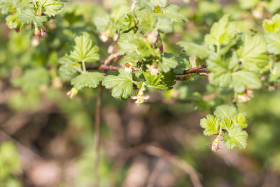 Stock Image: gooseberry plant