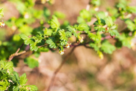 Stock Image: gooseberry plant