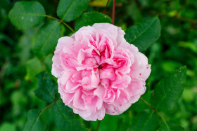 Stock Image: Gorgeous pink rose