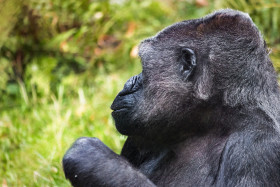 Stock Image: gorilla lady