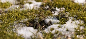 Stock Image: Grass and snow