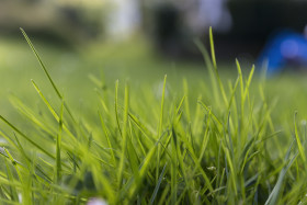 Stock Image: grass background