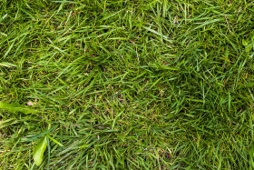 Stock Image: grass texture