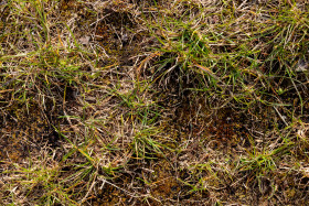 Stock Image: grass texture