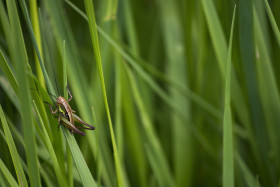 Stock Image: grasshopper roeseliana roeselii