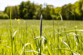 Stock Image: grassland germany