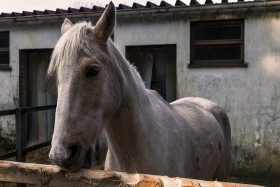 Stock Image: gray horse in the stable