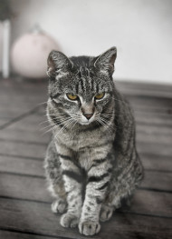 Stock Image: Gray tabby cat