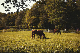 Stock Image: grazing brown horses