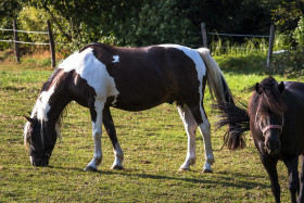 Stock Image: grazing cute horses