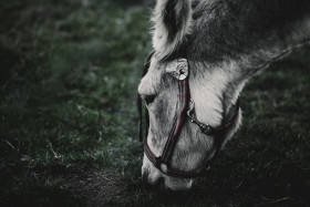 Stock Image: grazing donkey portrait