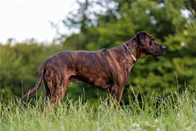 Stock Image: Great Dane - outdoors in nature on a meadow