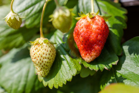 Stock Image: Green and red ripe strawberries