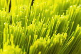 Stock Image: green broom macro background