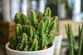 Stock Image: Green Cactus as a houseplant
