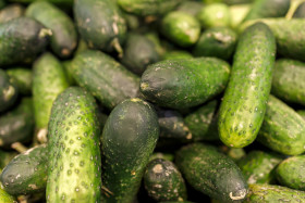 Stock Image: Green Cucumbers in boxes on farmers market shelves close-up.