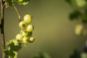 Stock Image: green currants
