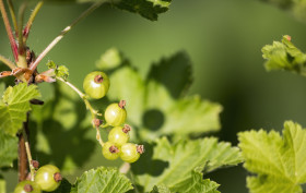 Stock Image: green currants