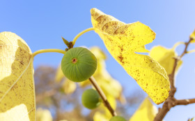 Stock Image: Green figs on the tree in autumn