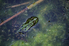 Stock Image: Green frog sitting in pond