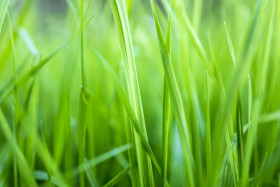 Stock Image: Green Grass Close-Up