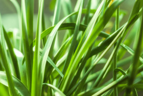 Stock Image: green grasses macro